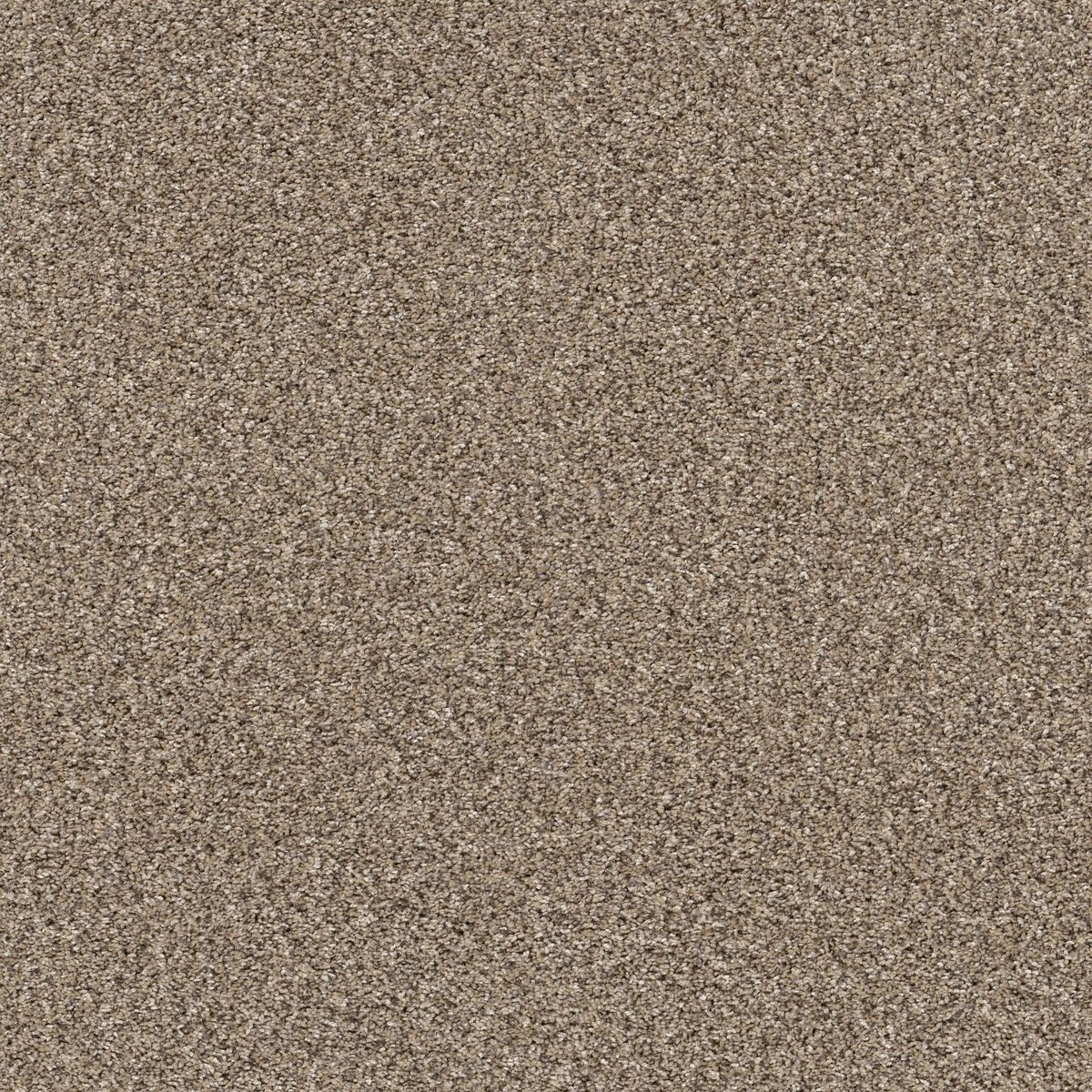 Sea Shell