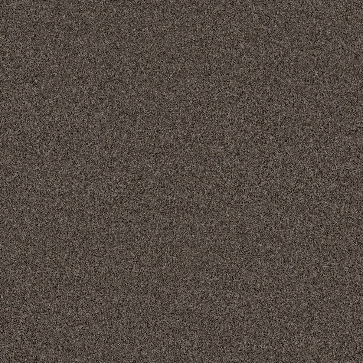 Shaw Floors Las Cruces Secret Passage flooring